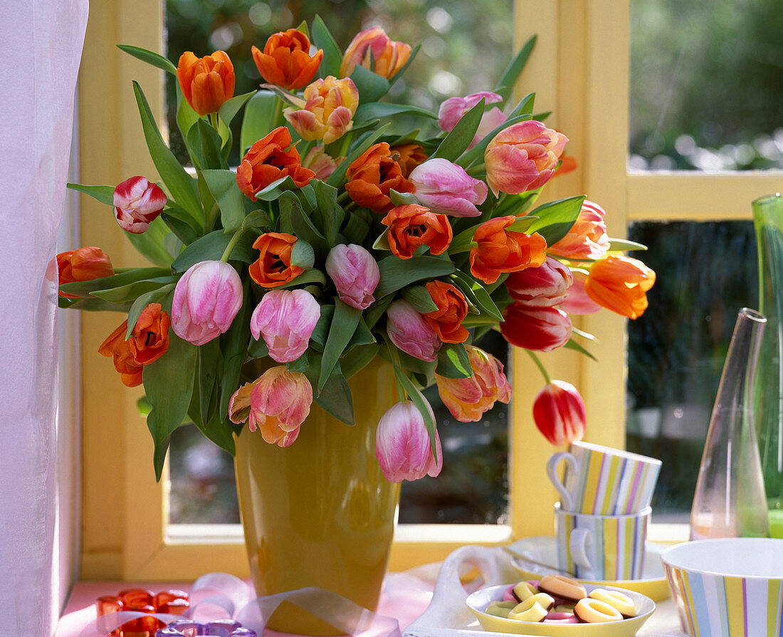Tulipa / gemischter Tulpenstrauß in gelber Vase am Fenster