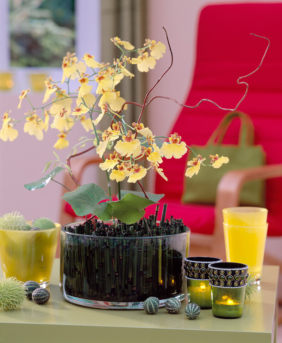 Orchideenblüten im Glas mit Ackerschachtelhalm als Steckhilfe