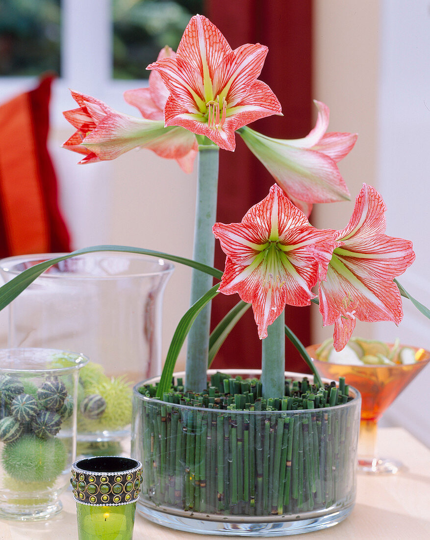 Amaryllisblüten im Glas mit Ackerschachtelhalm als Steckhilfe