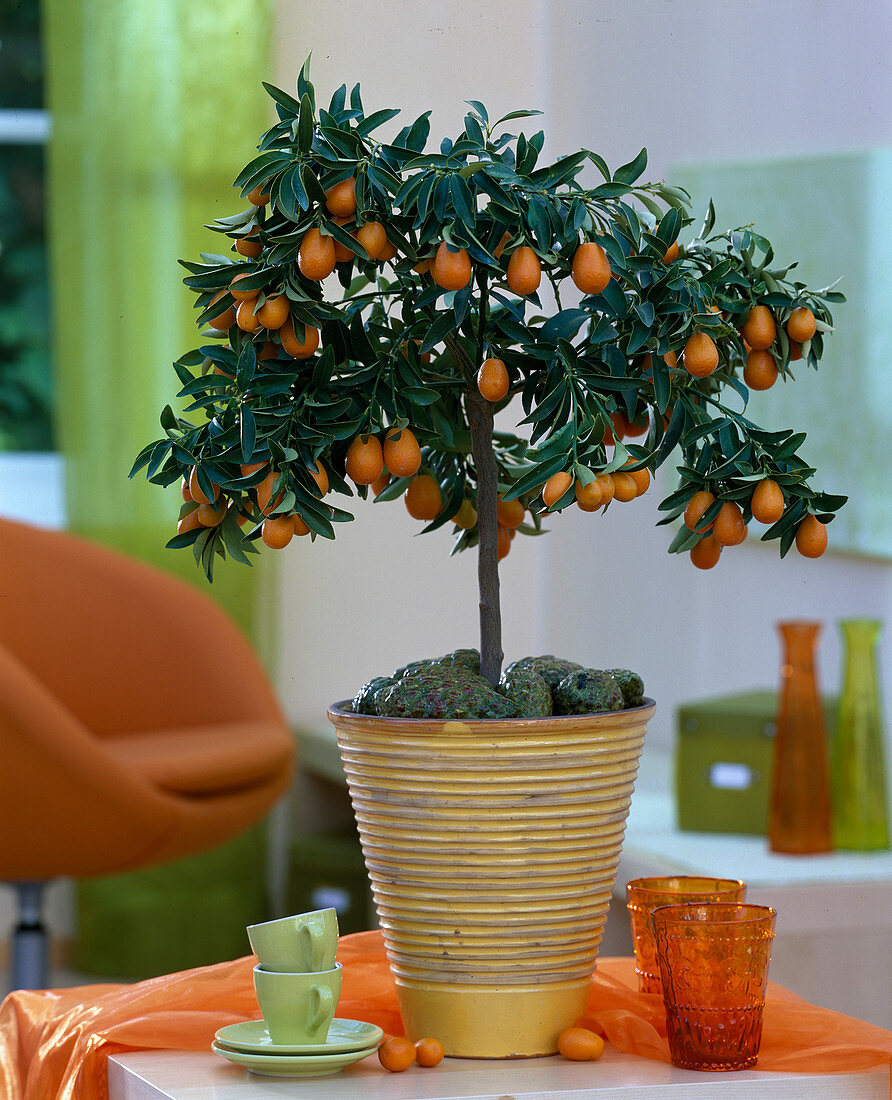 Fortunella japonica / Kumquat