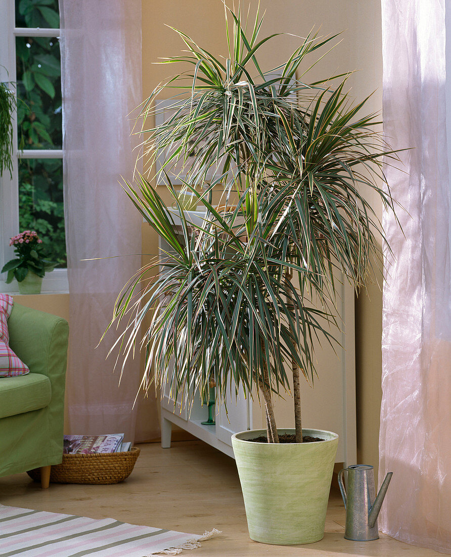 Dracaena marginata 'Tricolor' / Drachenbaum