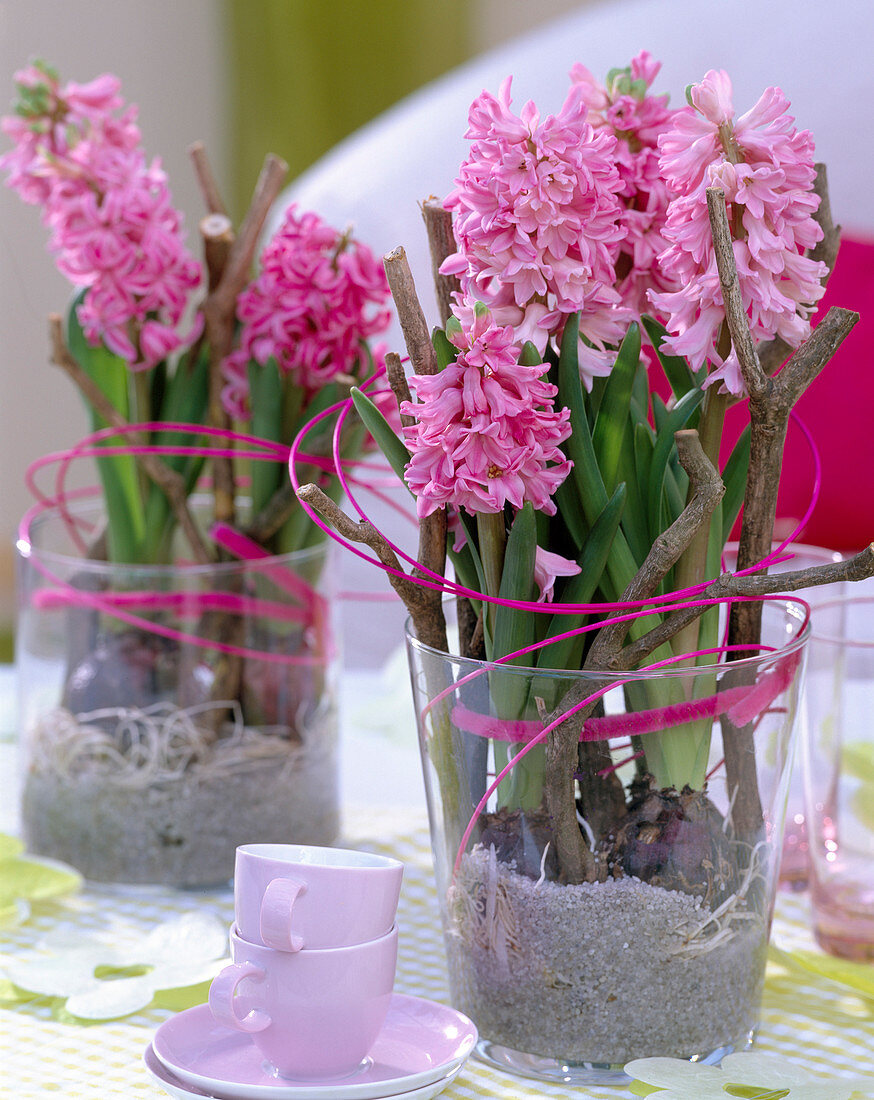 Hyacinthus orientalis / rosa Hyazinthen mit Zweigen auf Kies