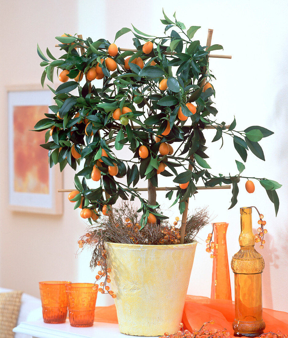 Fortunella japonica (Kumquat)