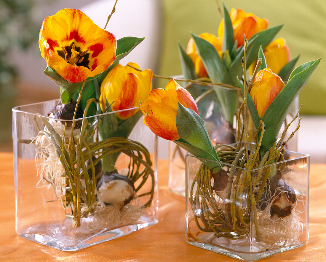 Tulipa 'Flair' / Tulpe mit ausgewaschenen Wurzeln