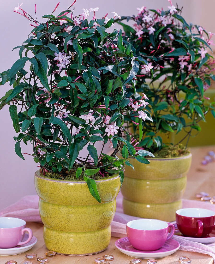 Jasminum polyanthum (Pink carpathian jasmine)