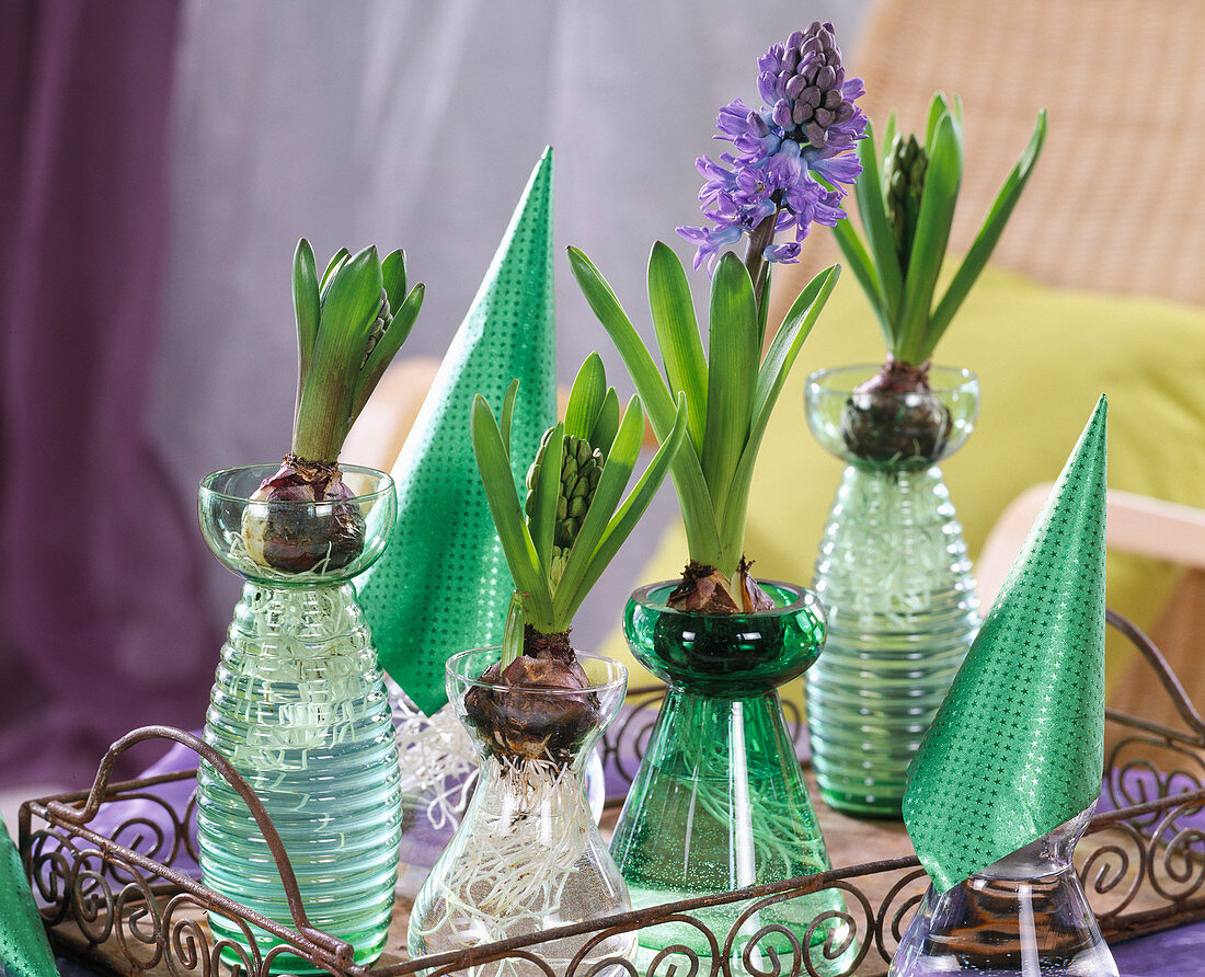 Hyacinthus orientalis / Hyazinthen auf Gläsern