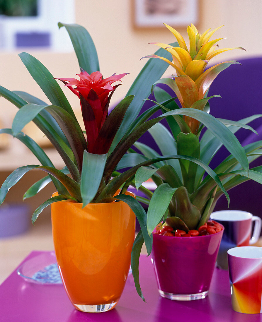 Guzmania 'Soledo' (yellow) and 'Nelly' (red) in colorful glass pots