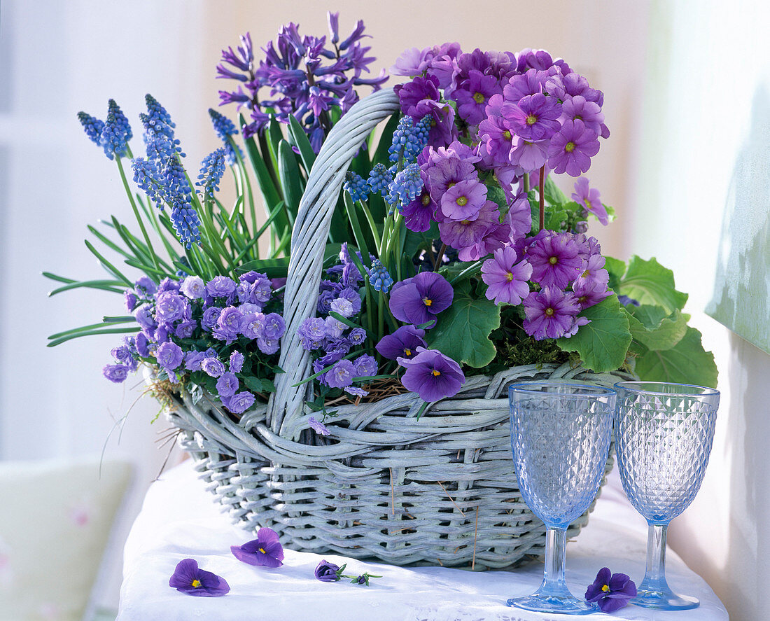 Primula obconica / Becherprimeln, Hyacinthus / Hyazinthe, Muscari