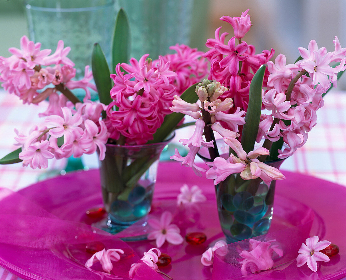 Hyacinthus orientalis / Hyazinthen rosa u. pink in Gläsern