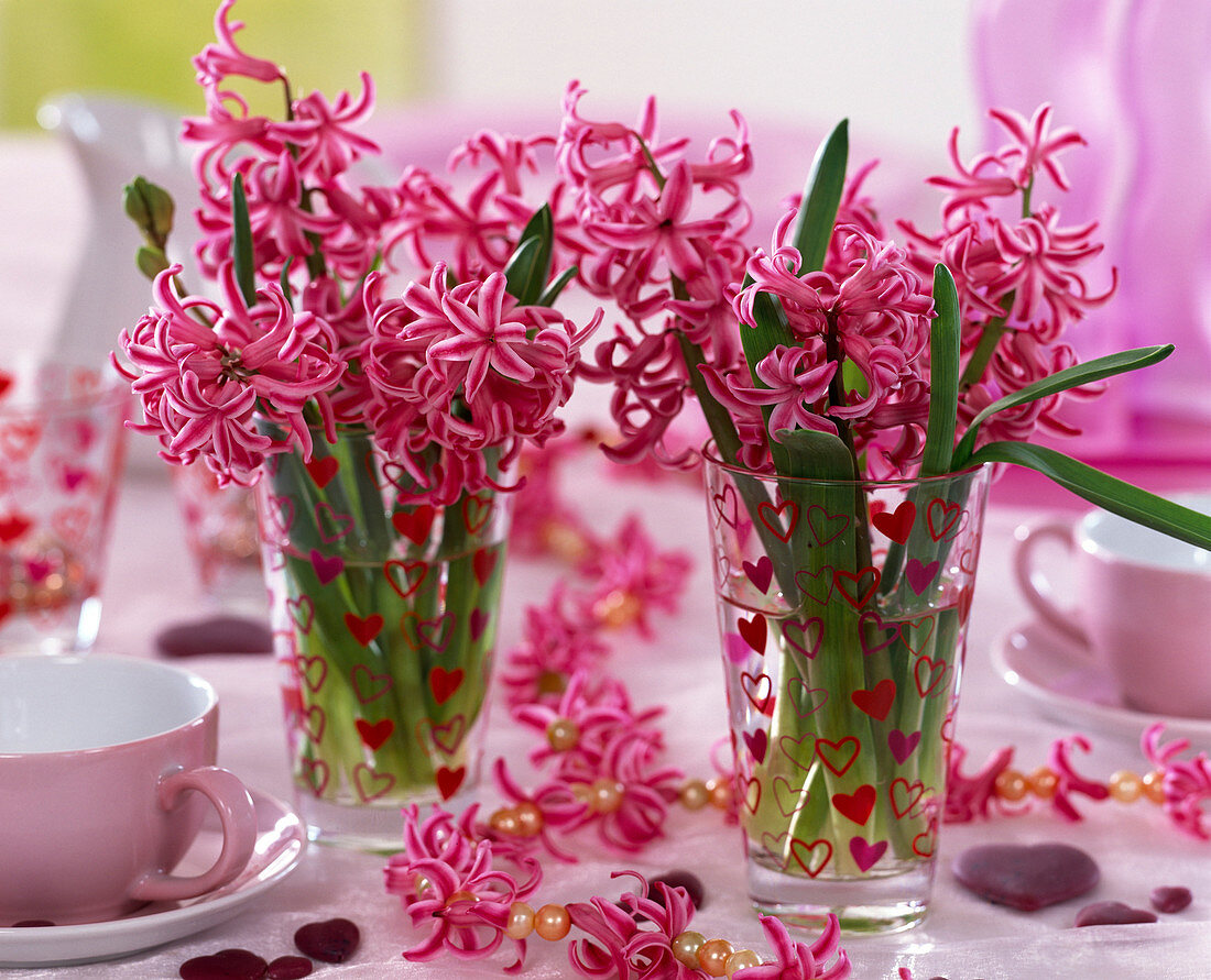 Hyacinthus orientalis / rosa Hyazinthe in Gläsern mit Herzchen