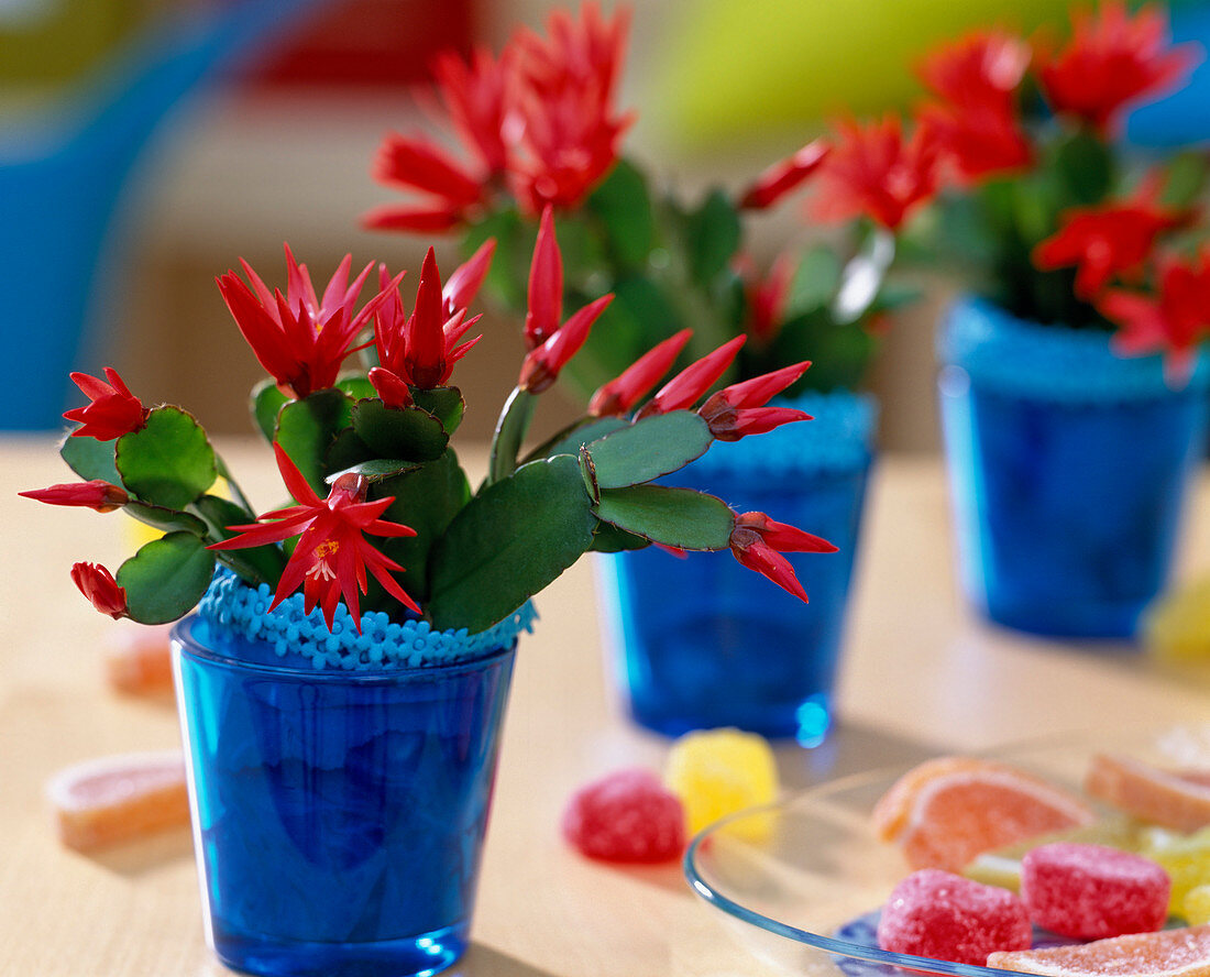 Rhipsalidopsis gärtneri (Easter cactus) in blue glass pots