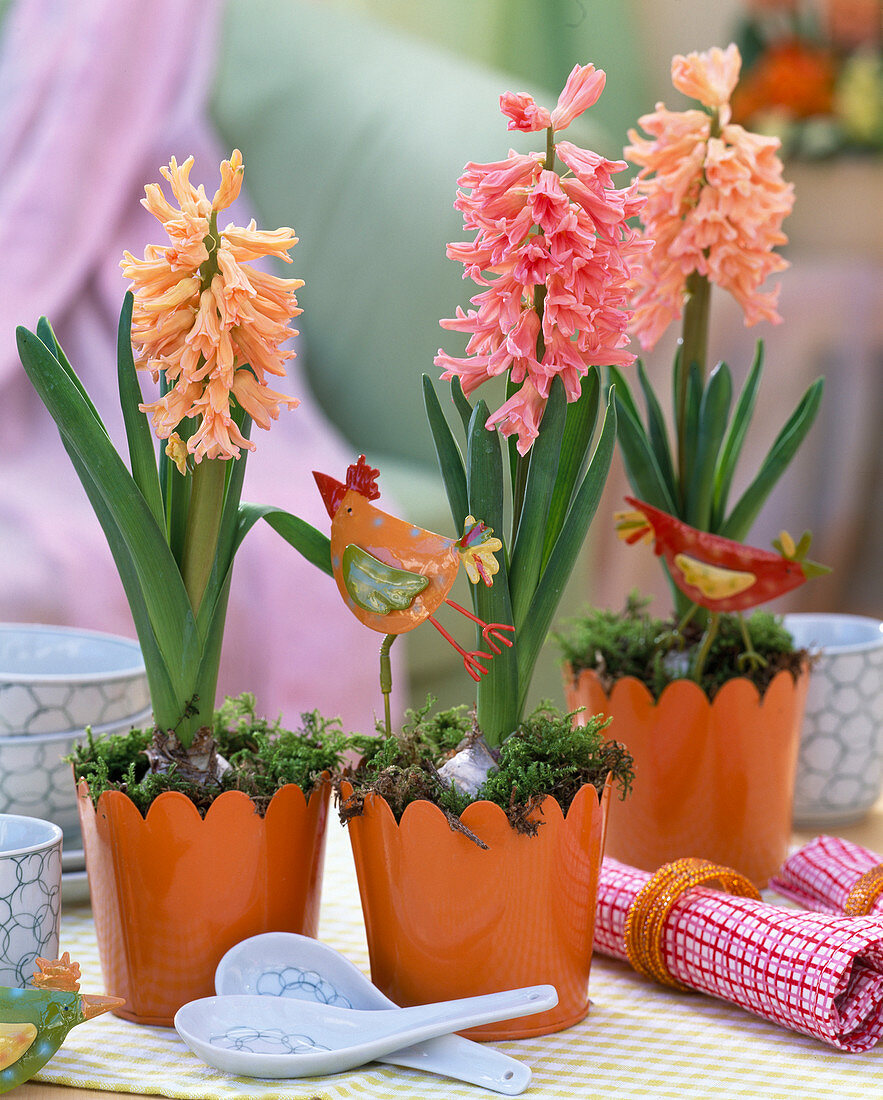 Hyacinthus 'Gipsy Queen' and 'Fondant' (orange and salmon pink)