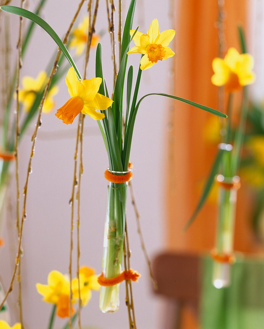Narcissus 'Jetfire' (Narcissus) in test tube vases on Salix