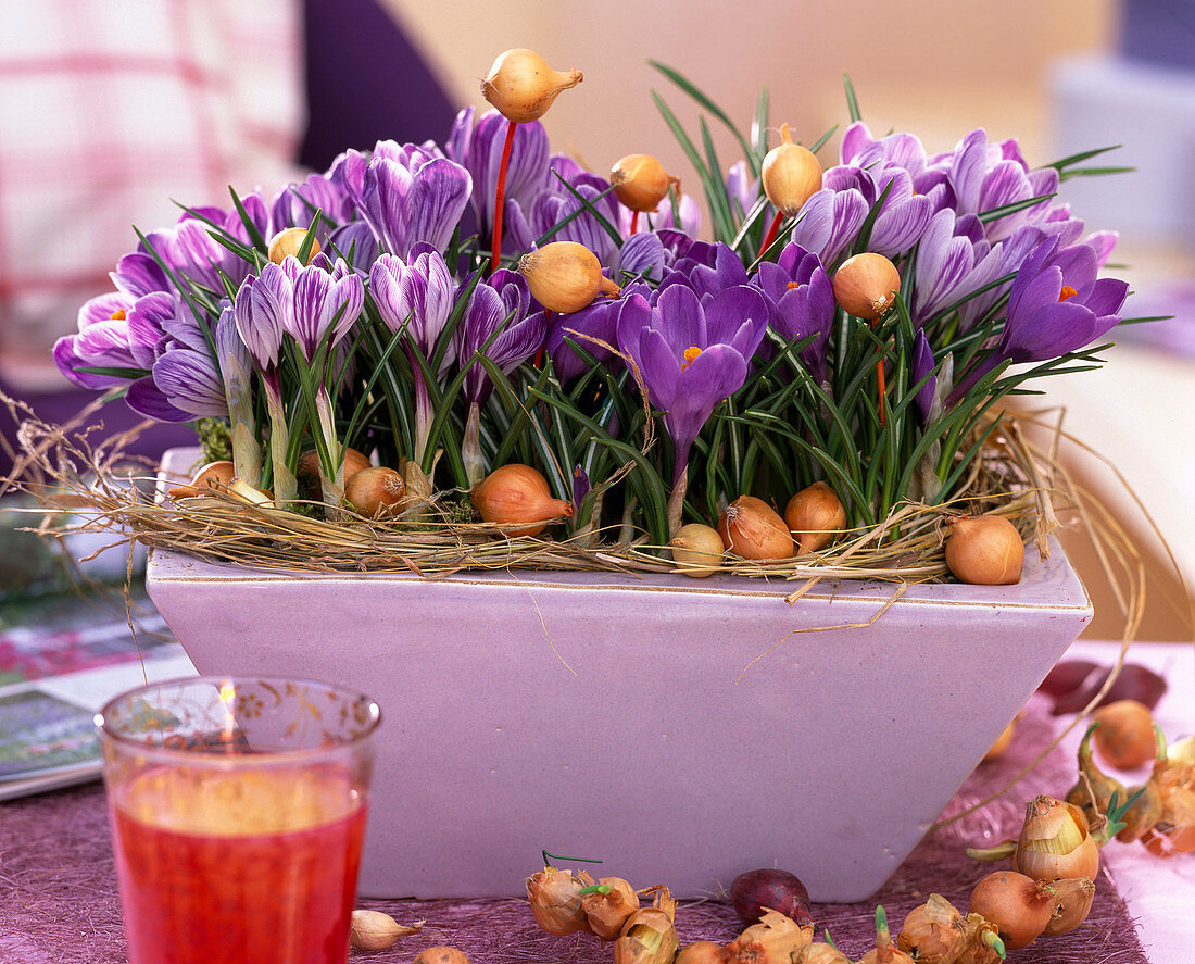 Crocus vernus crocuses in jardiniere with allium onions and grass