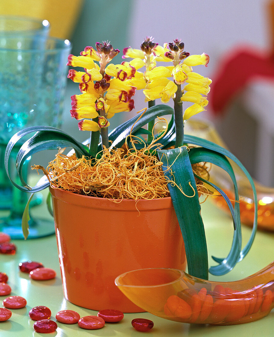 Lachenalia 'Namaqua' (Kaphyazinthe) in orange pot