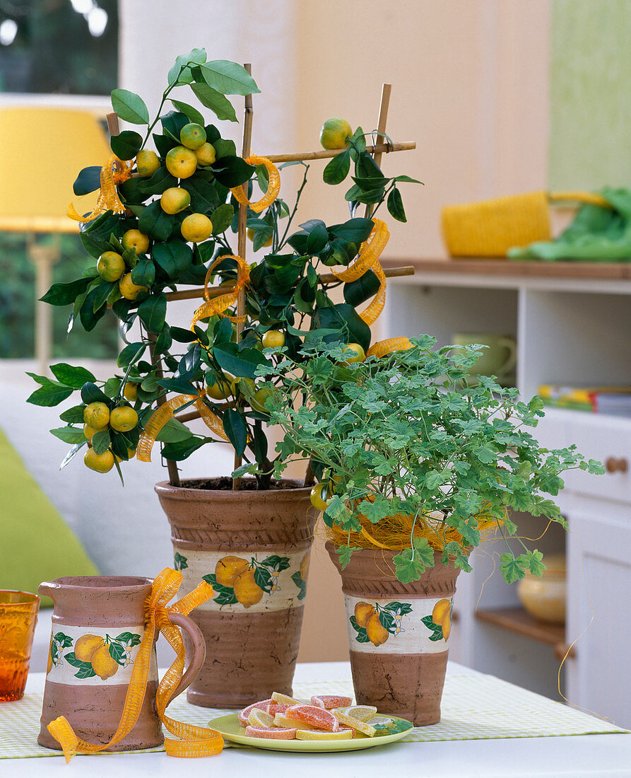 Citrus mitis (bitter orange), Pelargonium 'Fragrans' (scented geranium)