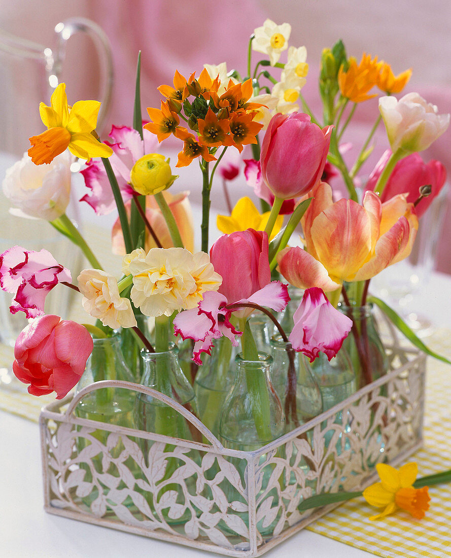 Tulipa / Tulpen, Narcissus 'Jetfire' , 'Ziva' und 'Bridal Crown'