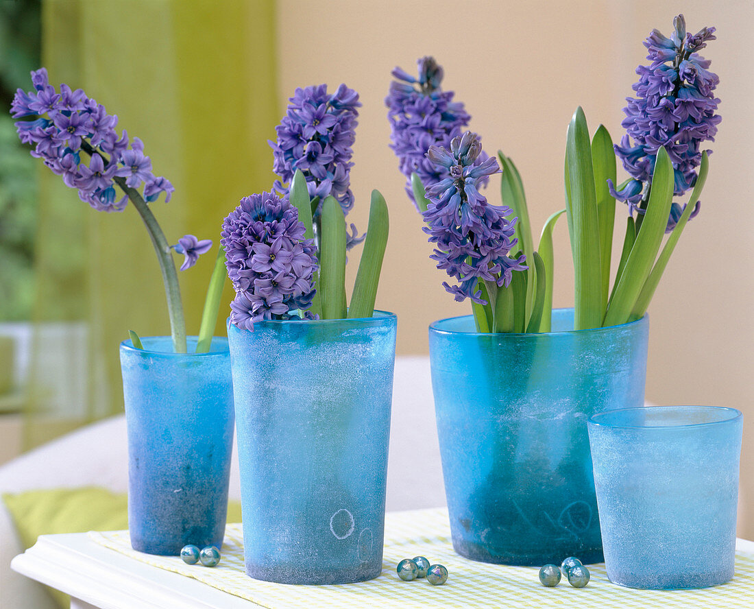 Hyacinthus / blaue Hyazinthen in blauen Glasvasen