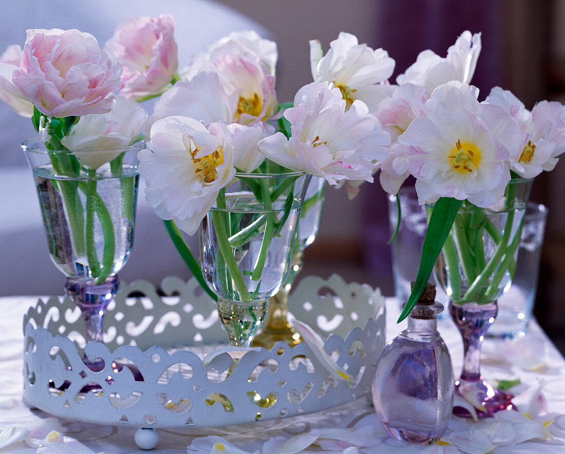 Tulipa 'Angelique' (tulip) in glasses on white tin tray