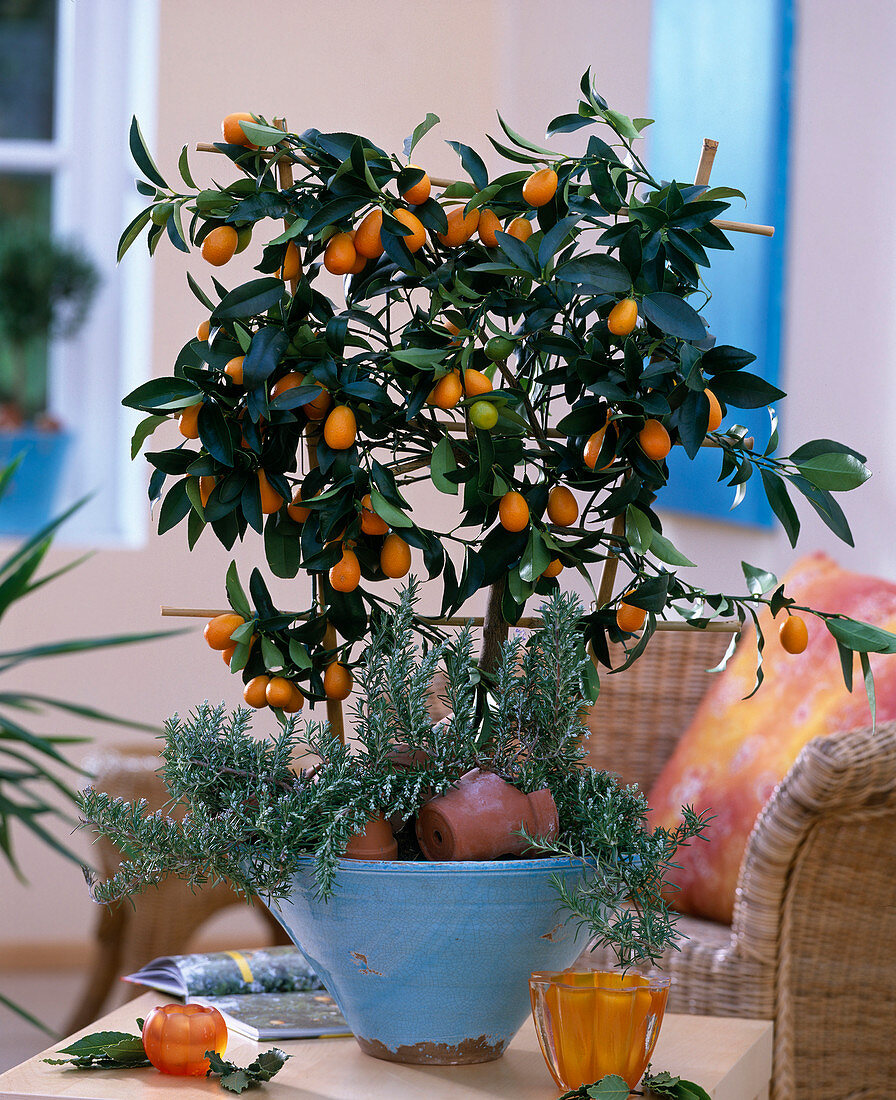 Fortunella japonica (Kumquat), Rosmarinus officinalis (rosemary)
