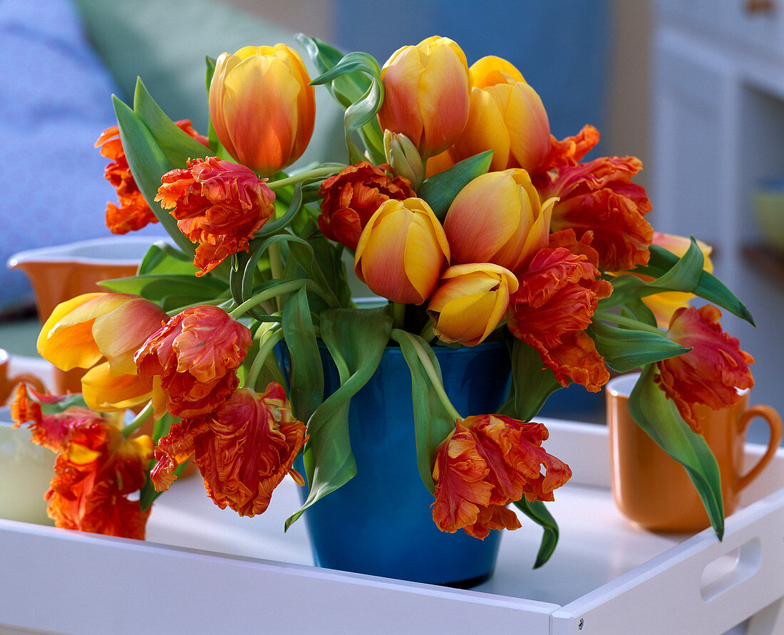 Tulipa 'Ad Rem' and 'Parrot' (tulip) bouquet in blue vase