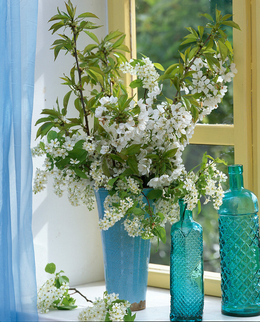 Prunus, branches of bird cherry and cherry in blue vase