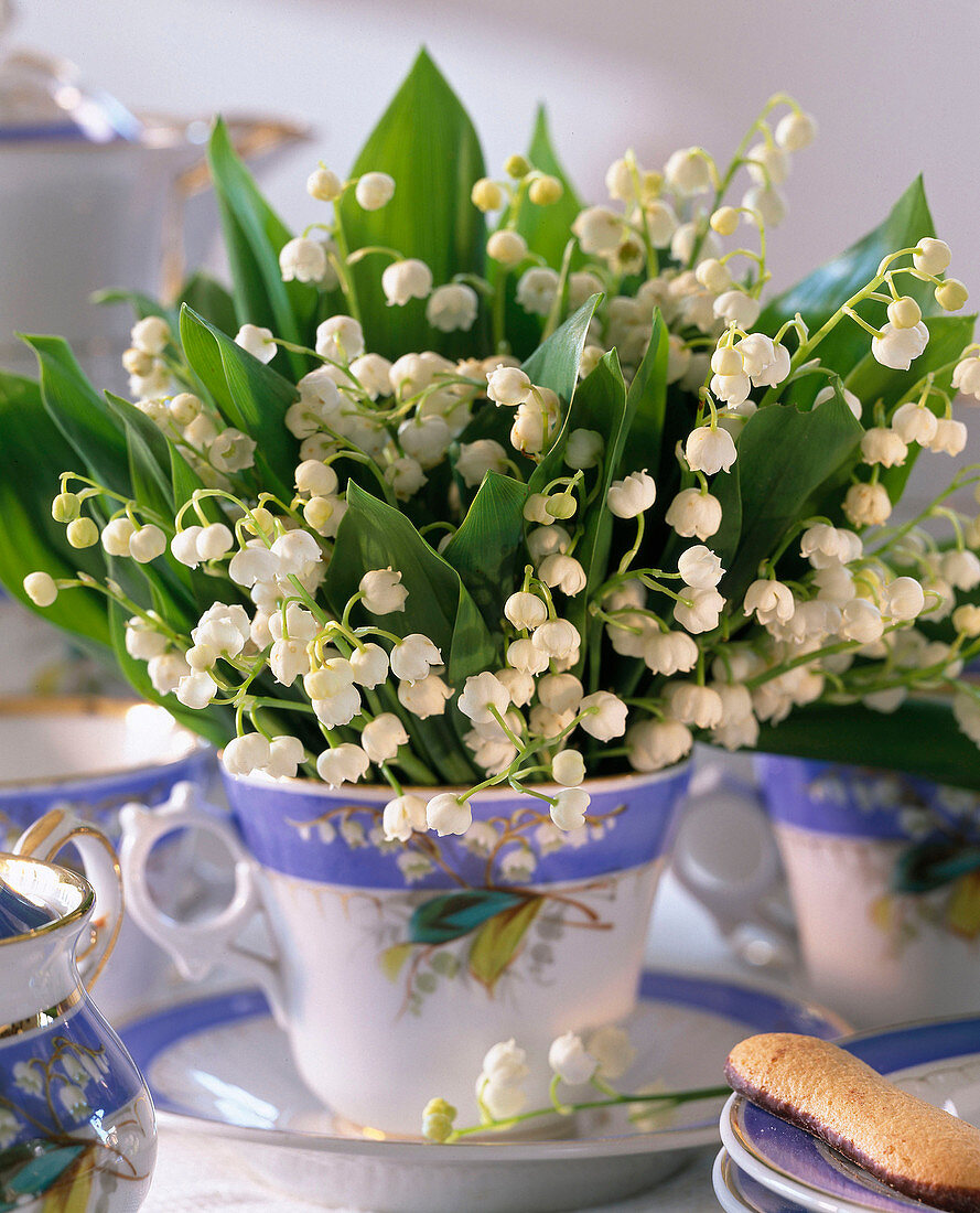 Convallaria majalis (lily of the valley) in porcelain cup
