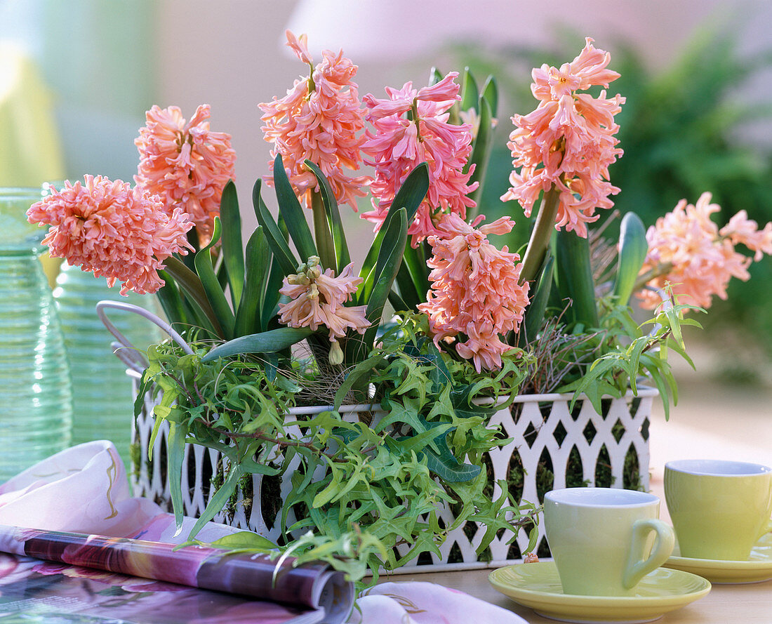 Hyacinthus orientalis 'Gipsy Queen' / Hyacinthen, Hedera 'Goldstern'