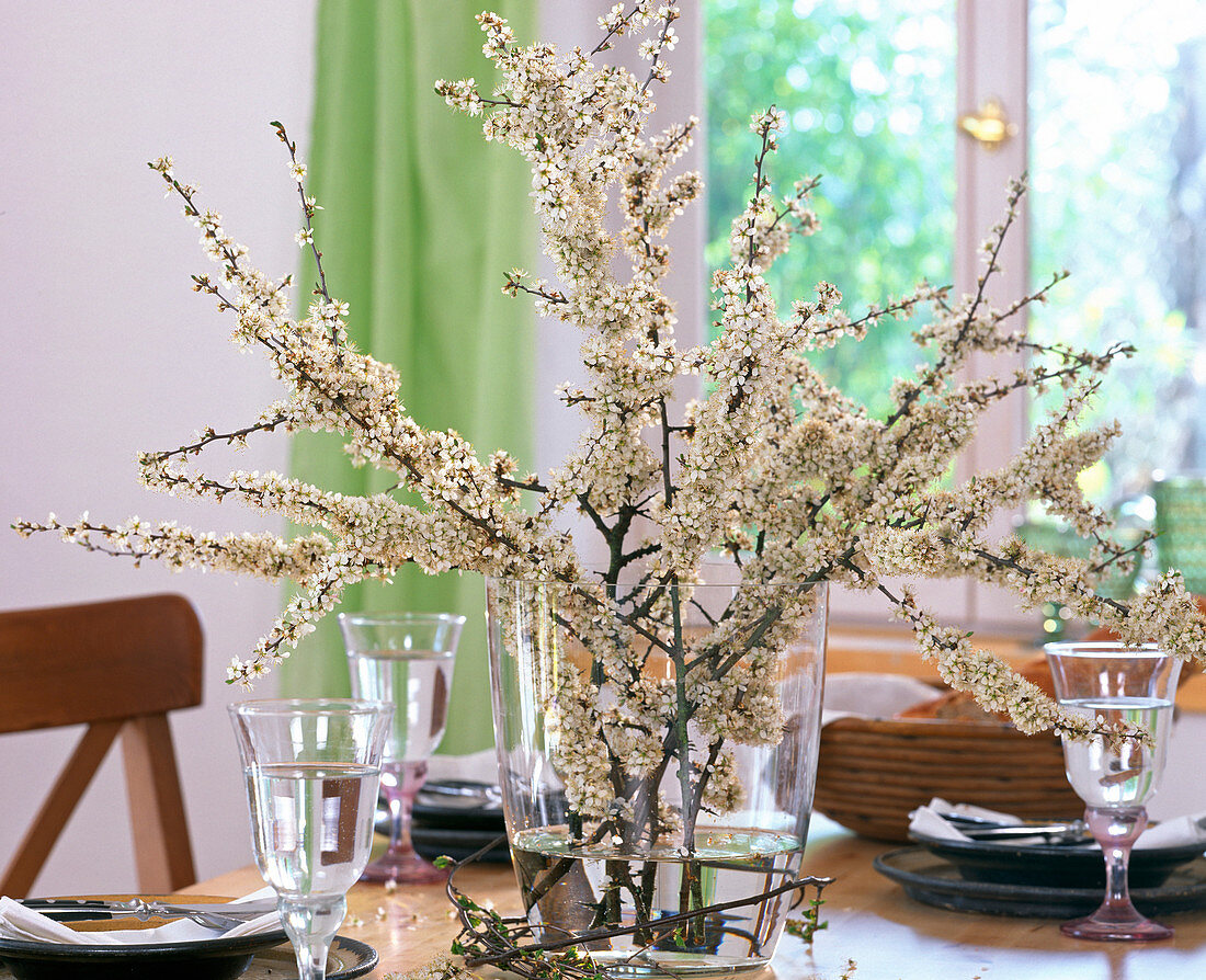 Prunus spinosa (sloe branches in glass vase)
