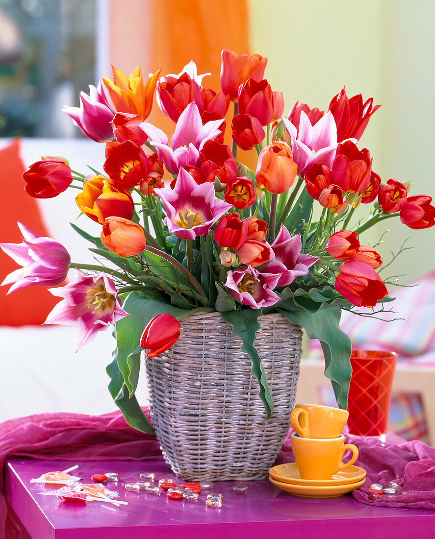 Tulipa (tulip), Vaccinium (blueberry) branches in basket vase