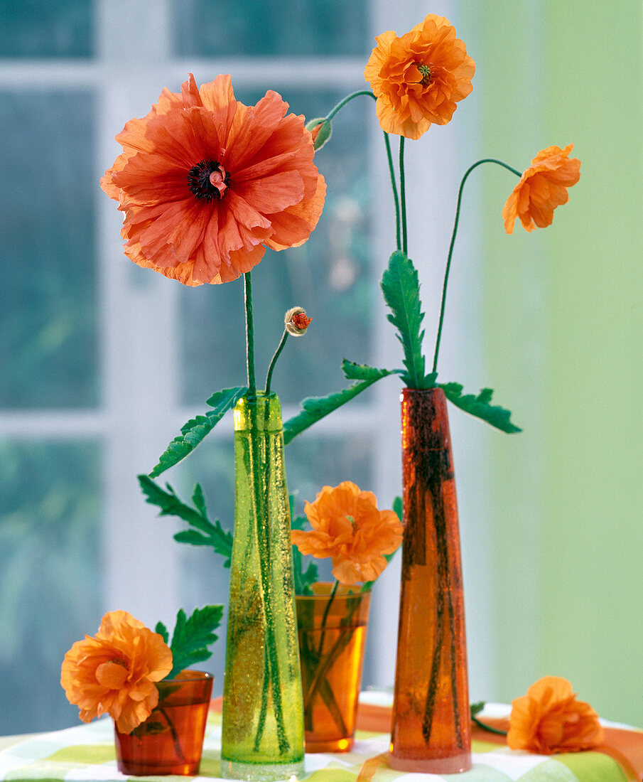 Papaver 'Fireball' und P. rupifragum / Mohnblumen