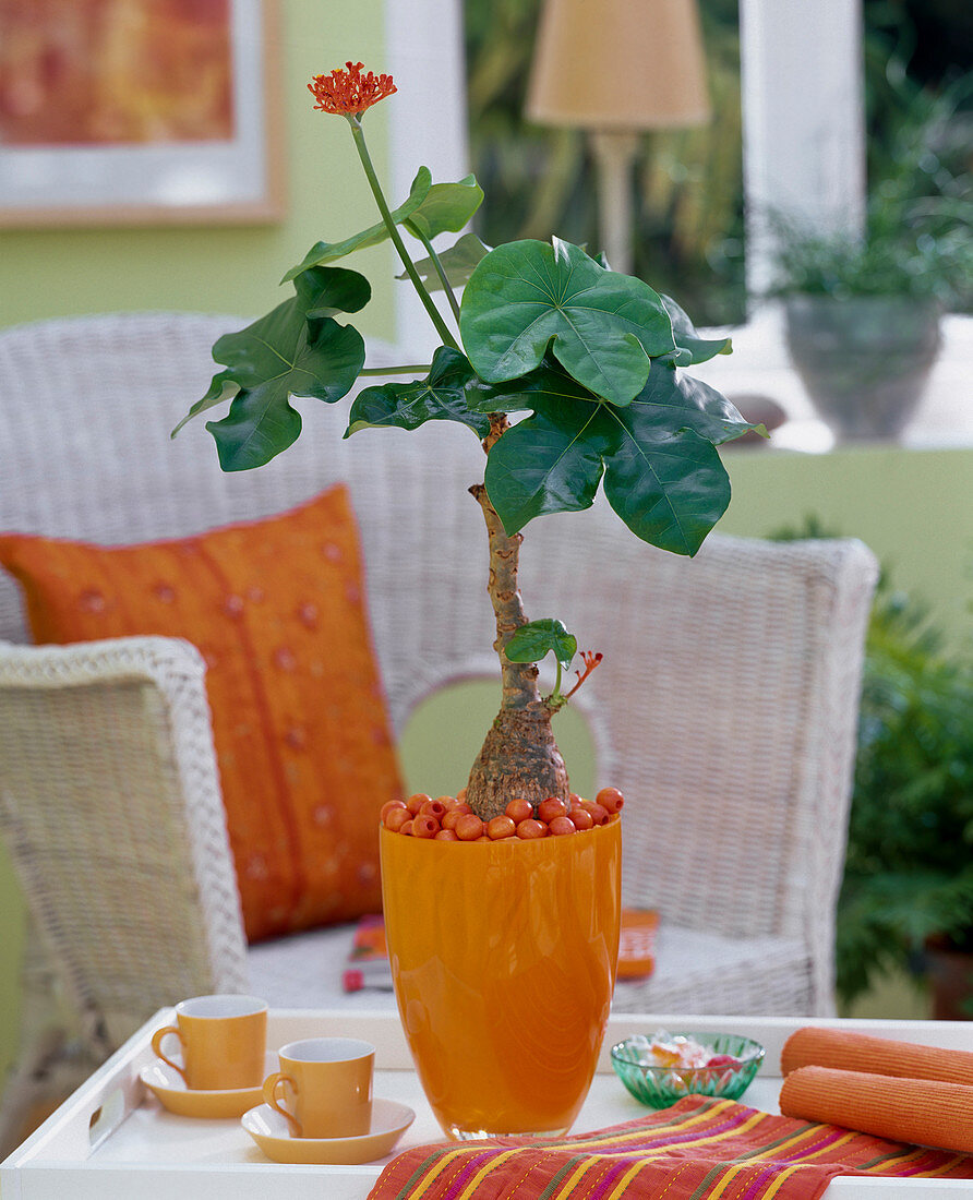 Jatropha podagrica in orange vase, orange wooden beads