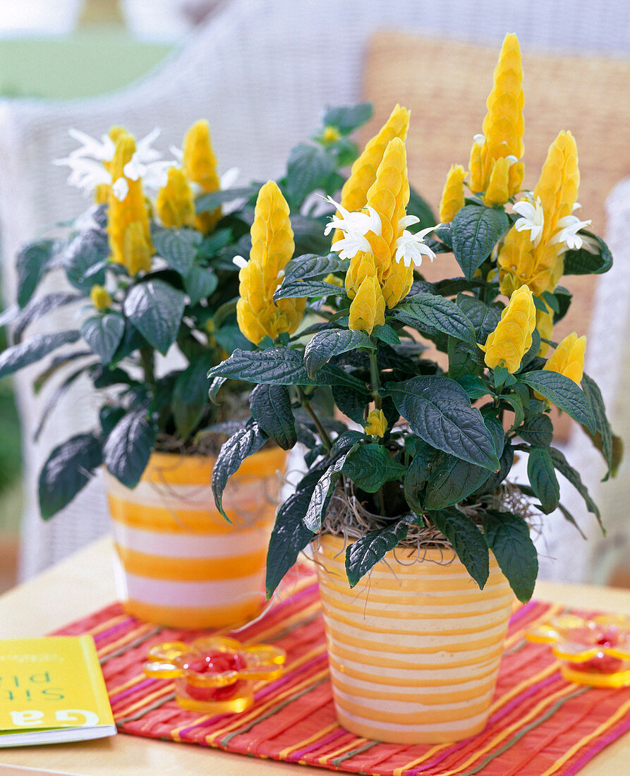 Pachystachys lutea / Goldkölbchen in gelben Töpfen