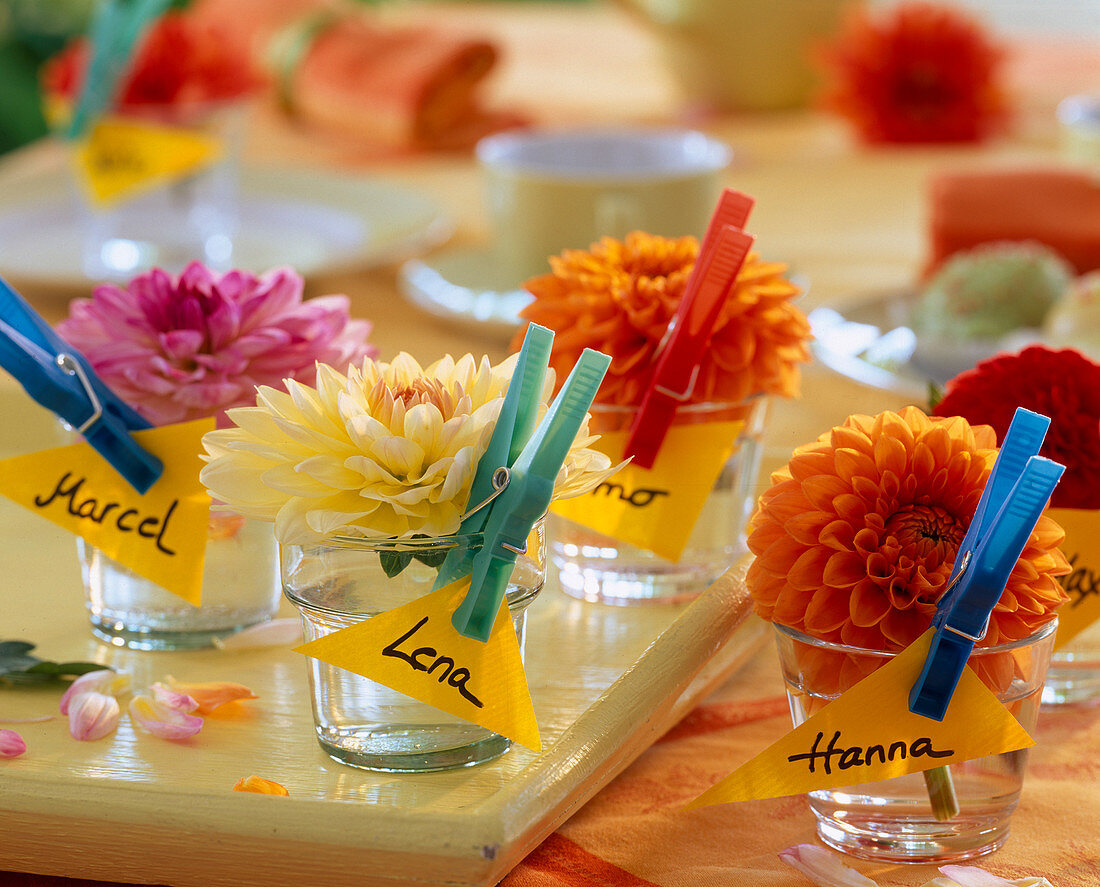 Small jars of dahlia (dahlia flowers)