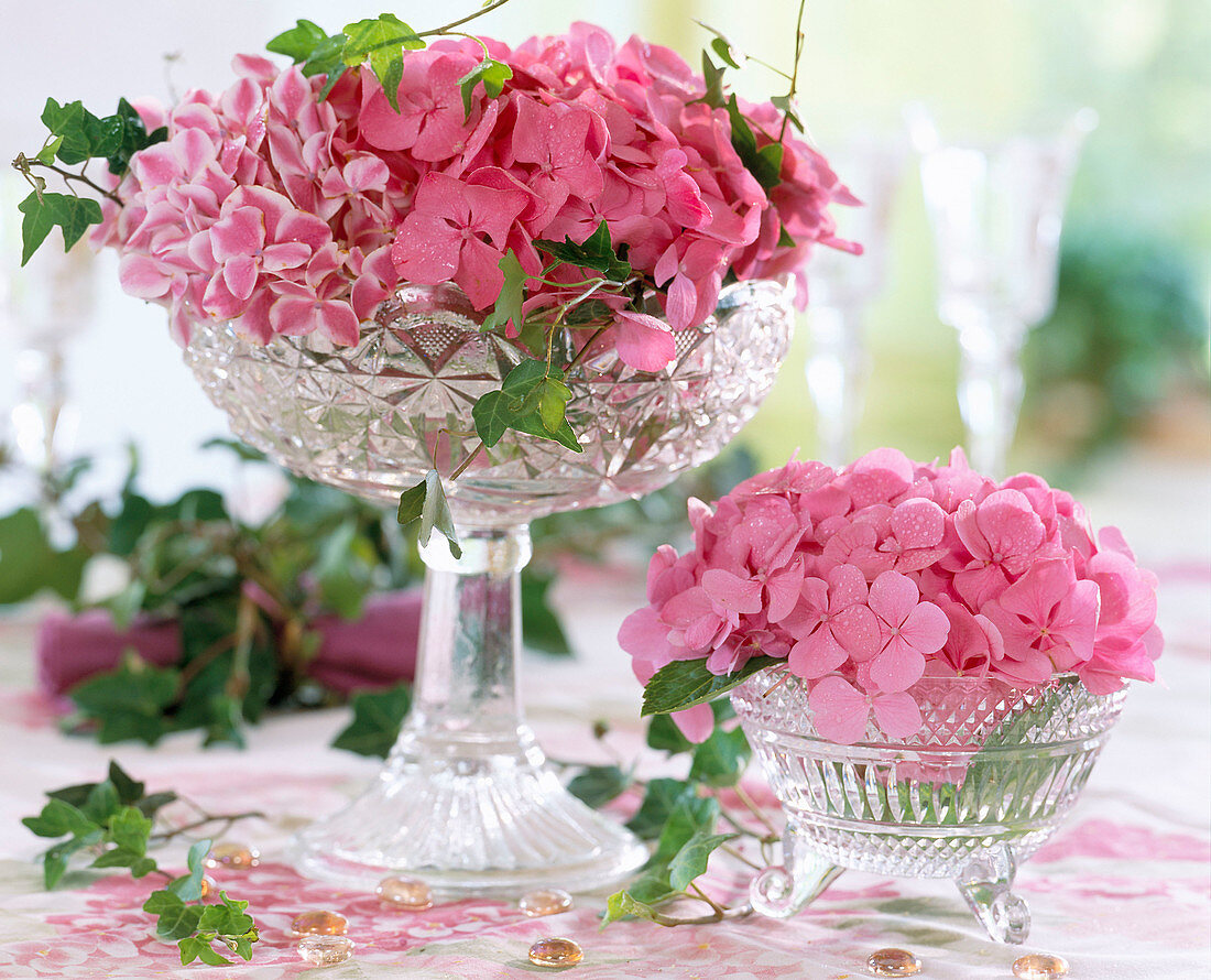 Hydrangea macrophylla / Hortensienblüten