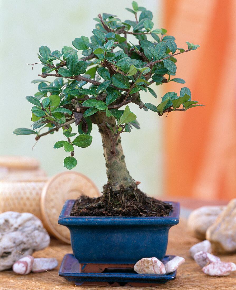Carmona macrophylla (room bonsai) in blue bowl