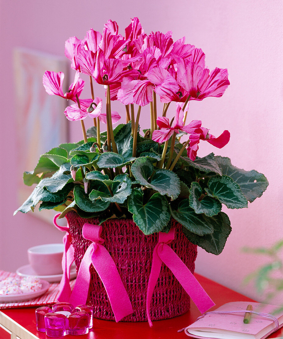 Cyclamen (cyclamen) with flamed flowers, sisal pot with felt bows