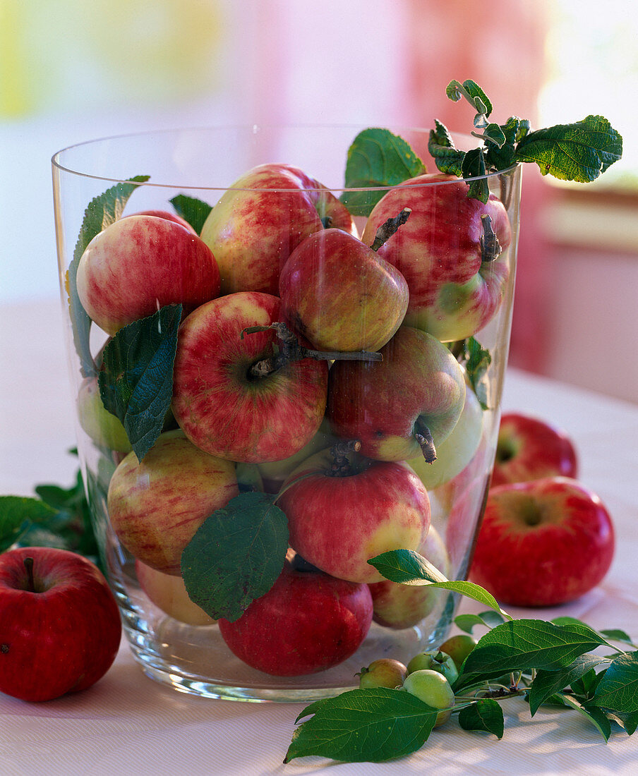 Malus (apple) in the champagne cooler, ornamental apples as decoration