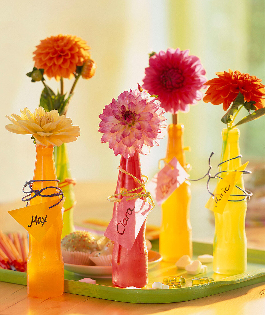 Dahlia in colorful plastic bottles, name tags tied with wire