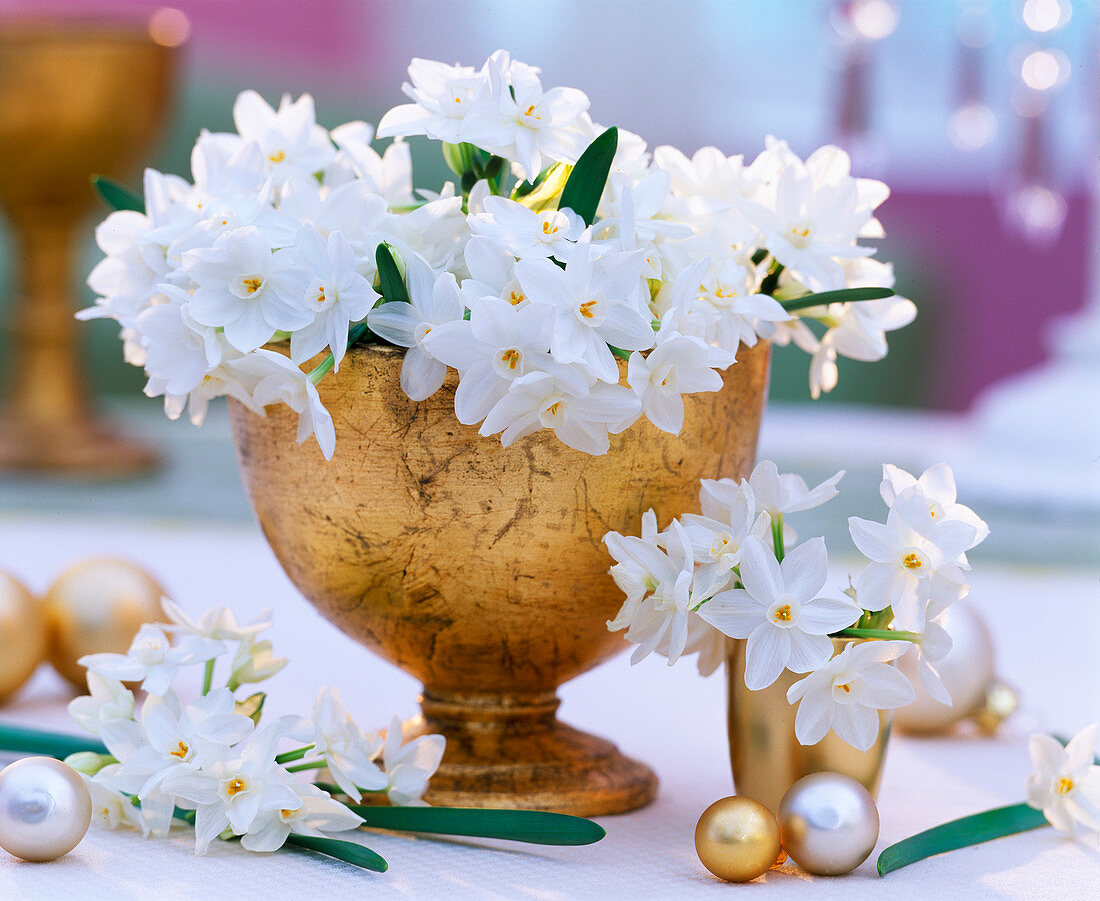 Narcissus 'Ziva' Tazett daffodils in golden trophy, golden balls