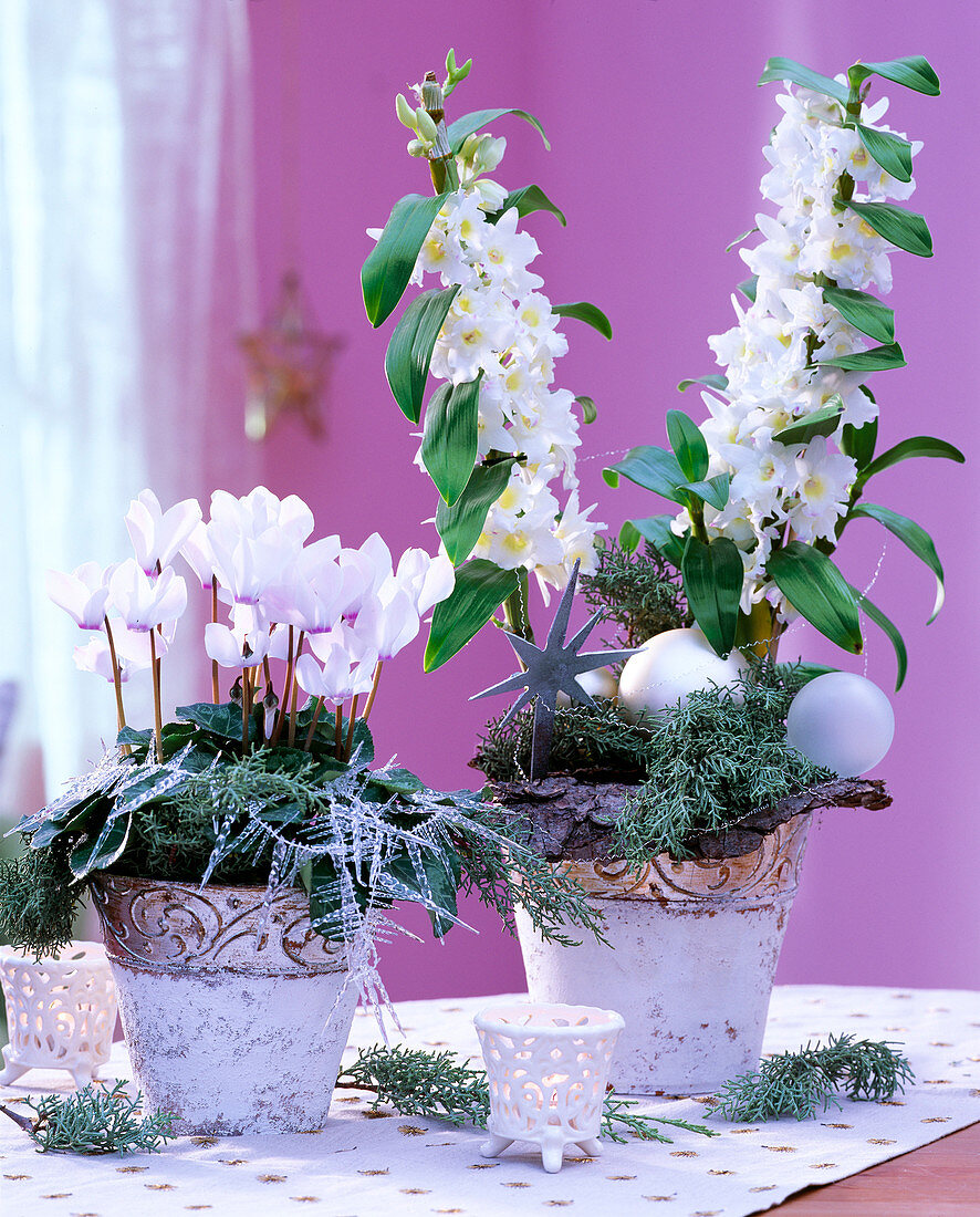 Dendrobium / Orchidee, Cyclamen 'Libretto White with Eye' / Alpenveilchen, Cupressus