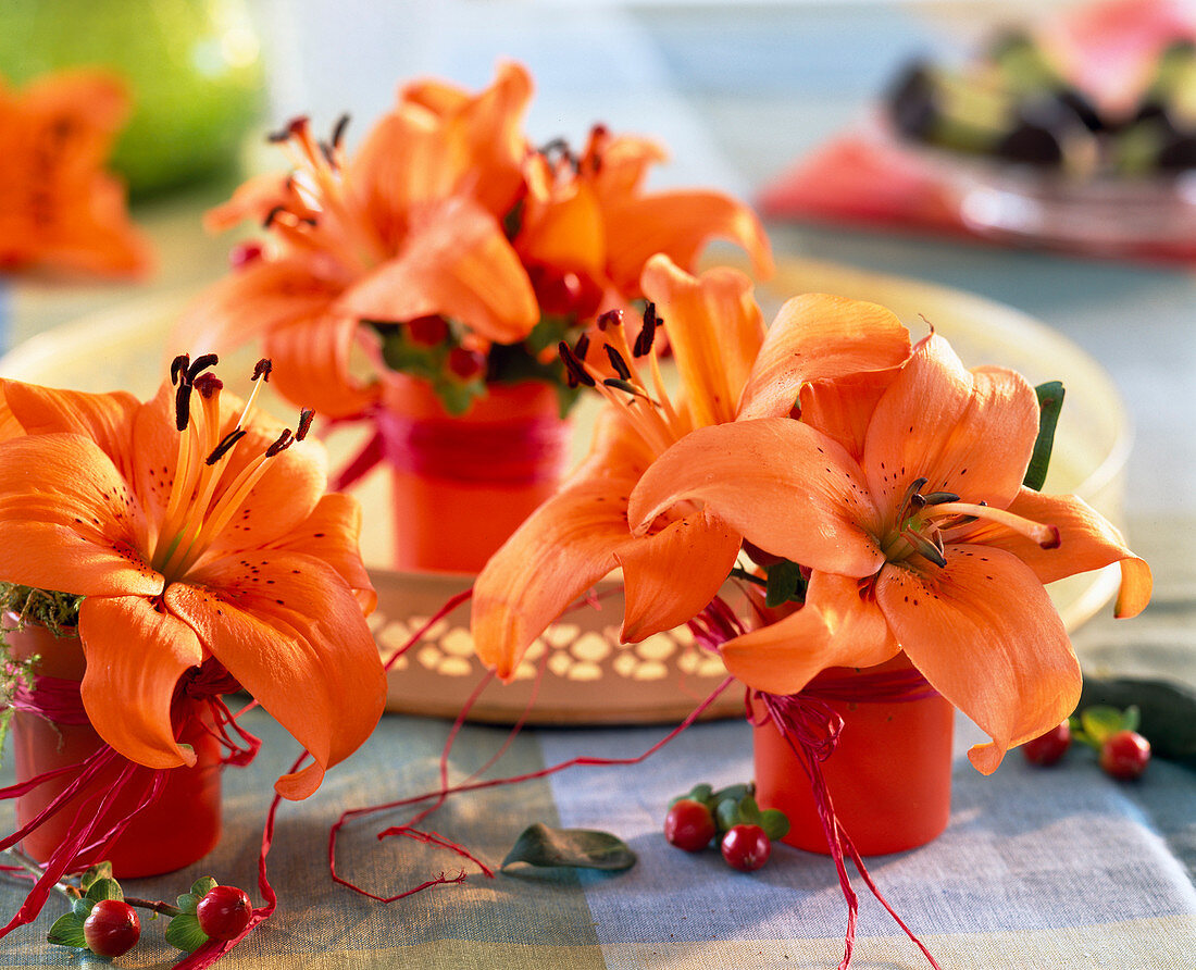 Lilium asiaticum 'Tresor' (orange lily) in orange-red cups