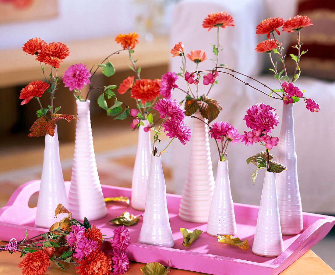 Chrysanthemum (Chrysanthemum) in white vases on pink tray