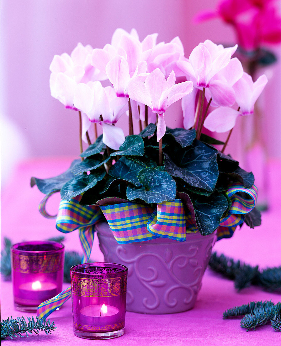 Cyclamen Concerto 'Pink with Eye' cyclamen, glass with tea lights