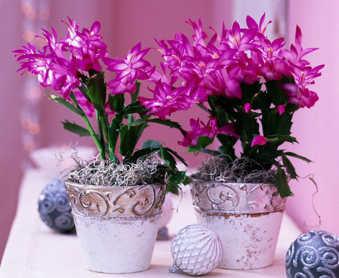 Schlumbergera Tendenza 'Jolly Dancer' / Weihnachtskakteen in weißen Töpfen, Baum