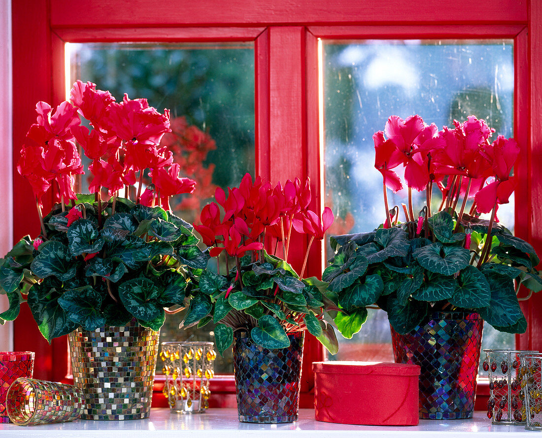 Cyclamen 'Delma Red' - 'Canta Scarlet', cyclamen in mosaic vases, vases