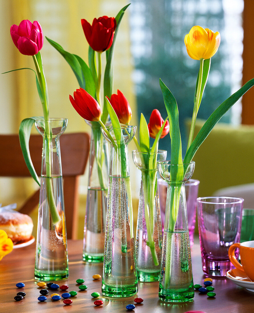 Tulipa / Tulpen in hohen Glasvasen, Smarties