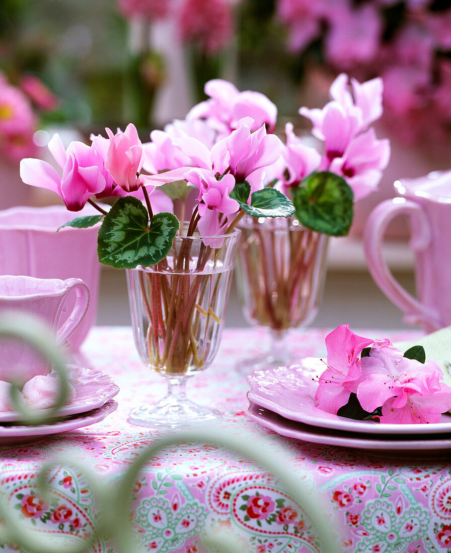 Cyclamen / Alpenveilchen in Gläsern