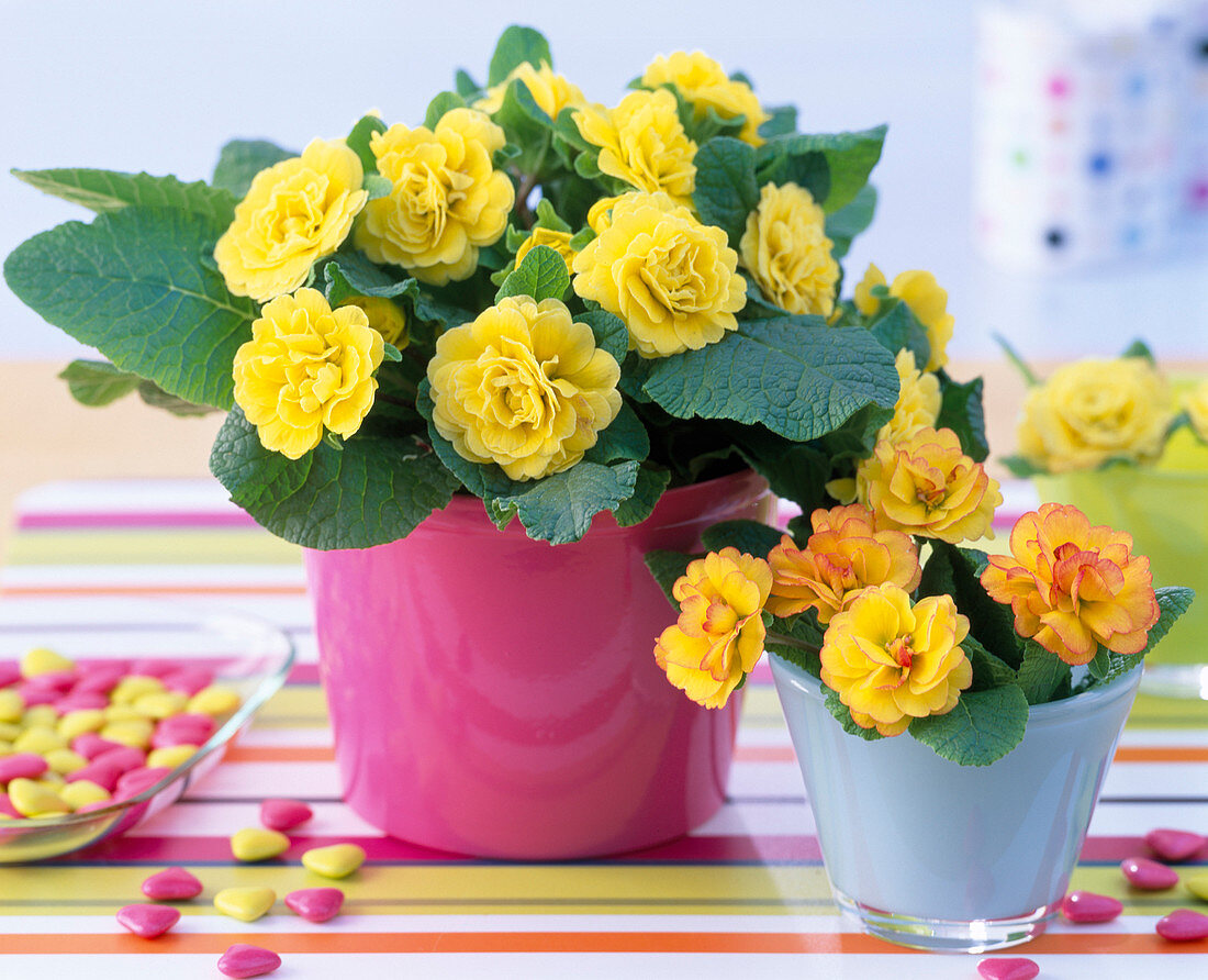 Primula Belarina 'Butter Yellow' - 'Nectarine'