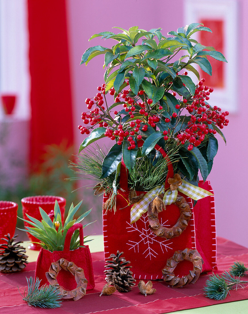 Ardisia crenata (Spitzblume)